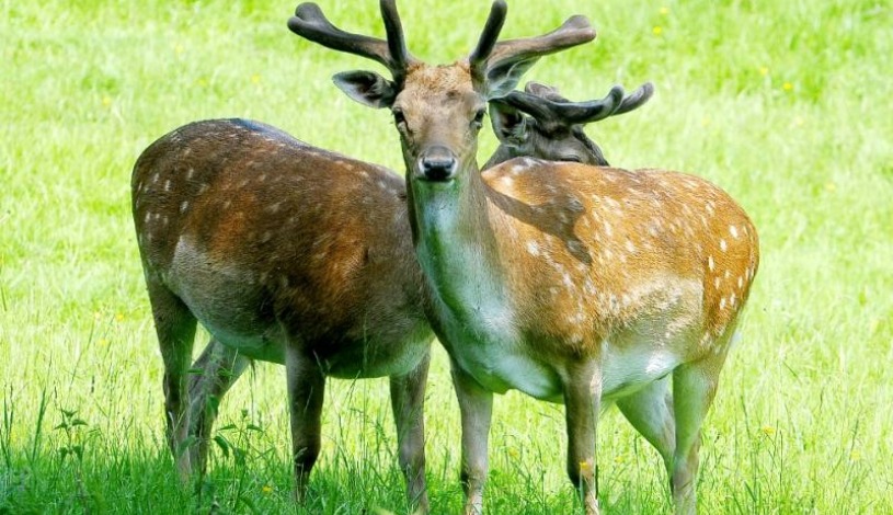 Lázeňský hotel PYRAMIDA I Františkovy Lázně